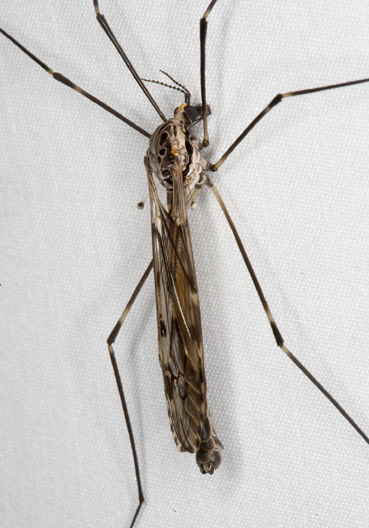 Tipula (Nippotipula) abdominalis Tipulidae