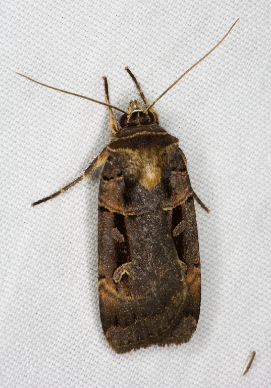 Pseudohermonassa bicarnea Noctuidae