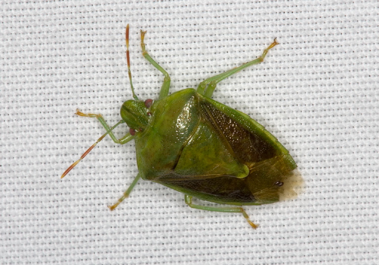 Banasa calva Pentatomidae