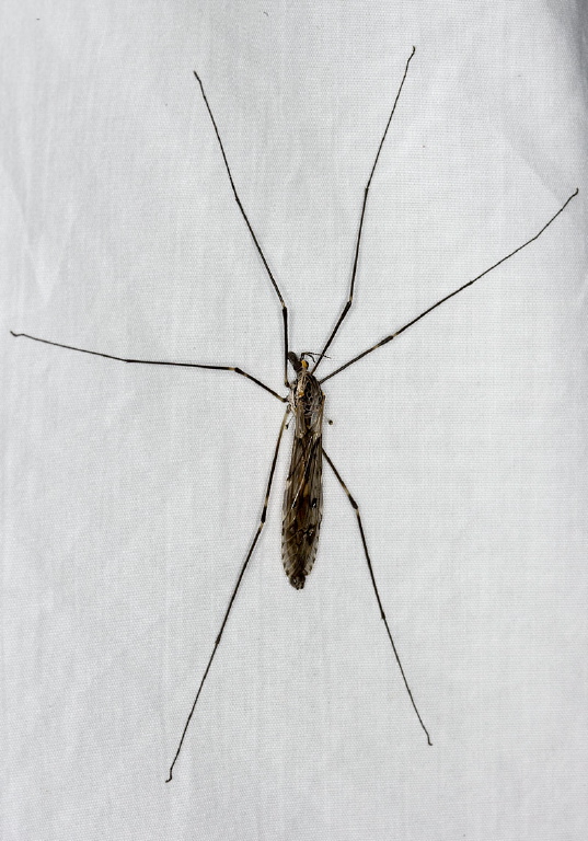 Tipula (Nippotipula) abdominalis Tipulidae