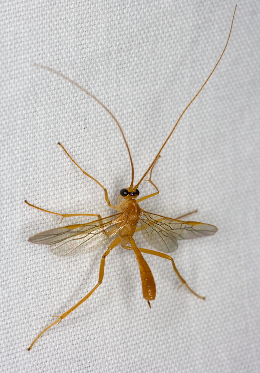   Ichneumonidae