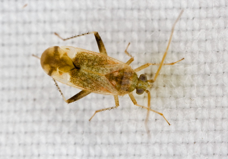 Compsidolon salicellum Miridae