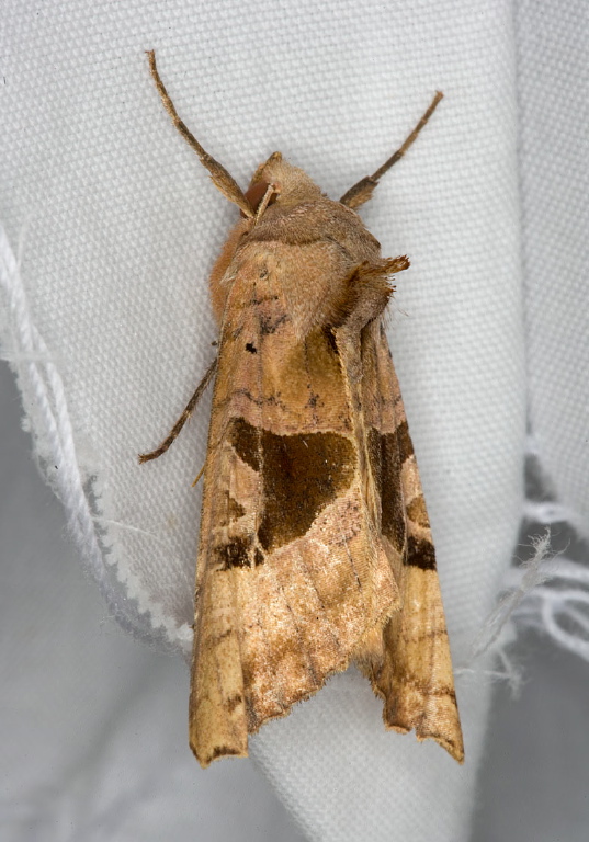 Phlogophora periculosa Noctuidae