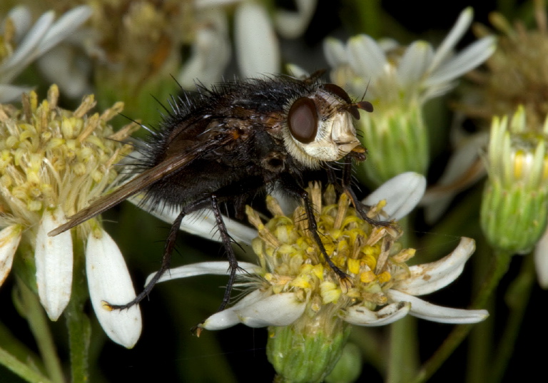 Pararchytas decisus Tachinidae