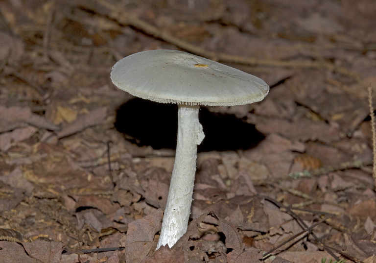 Amanita bisporigera? Pluteaceae