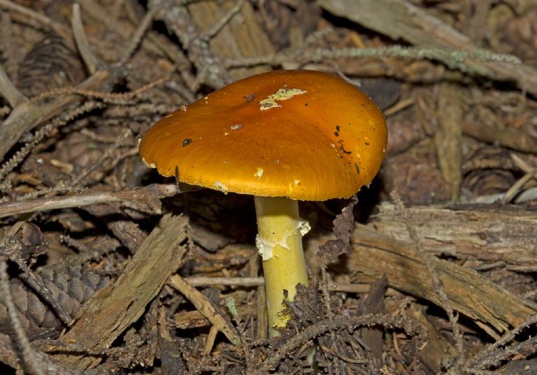 Amanita flavoconia? Pluteaceae