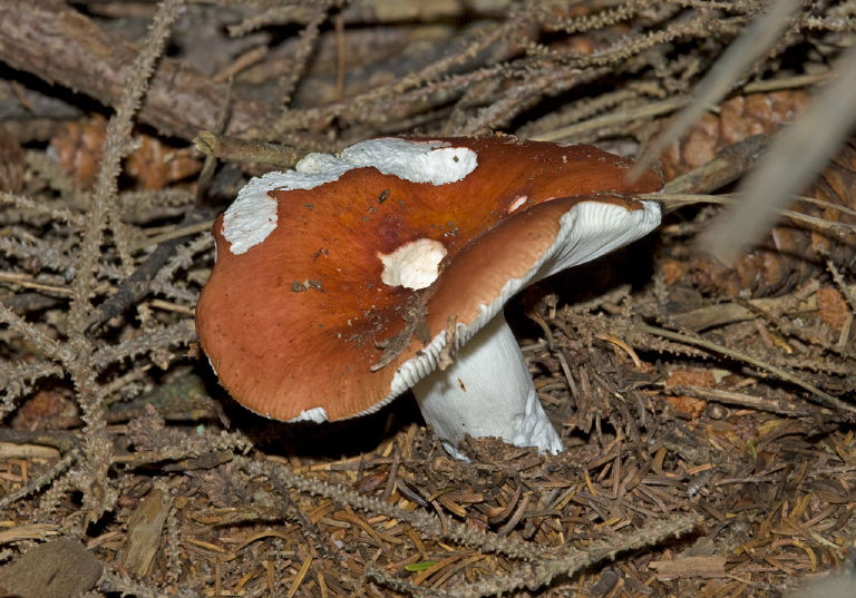   Russulaceae