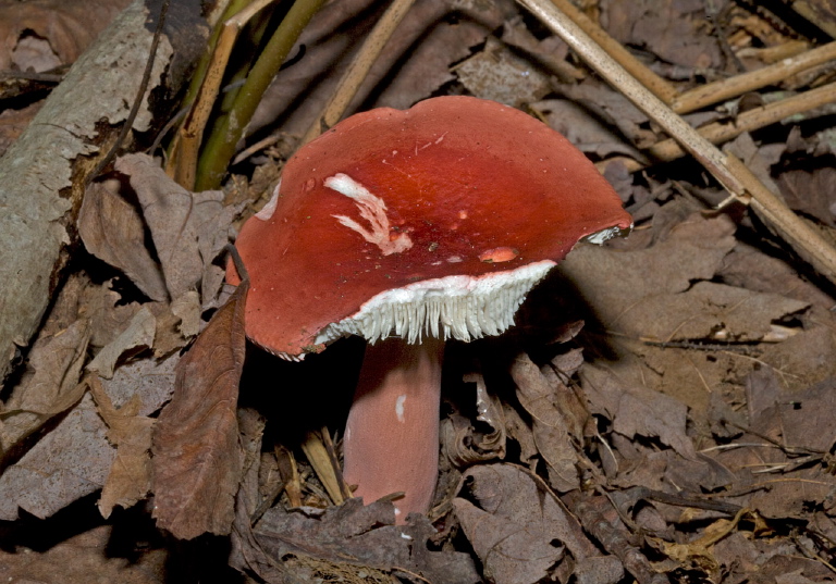   Russulaceae