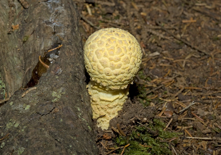 Amanita sp.? Pluteaceae