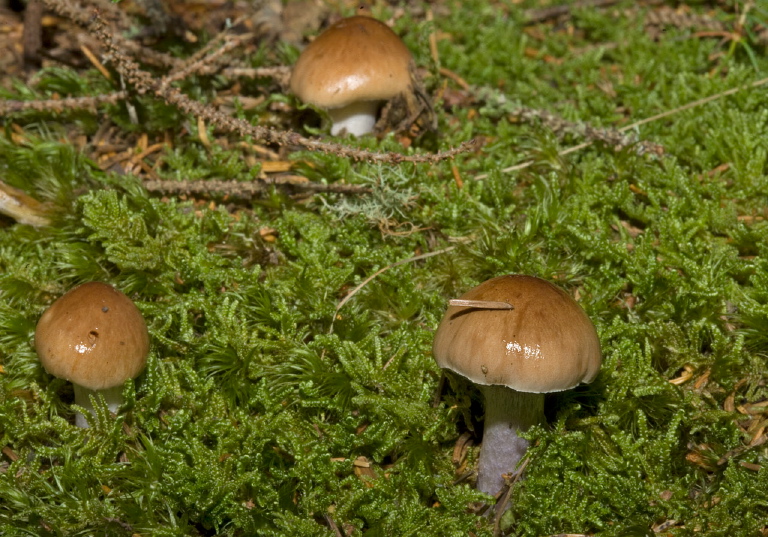 Cortinarius sp? Cortinariaceae