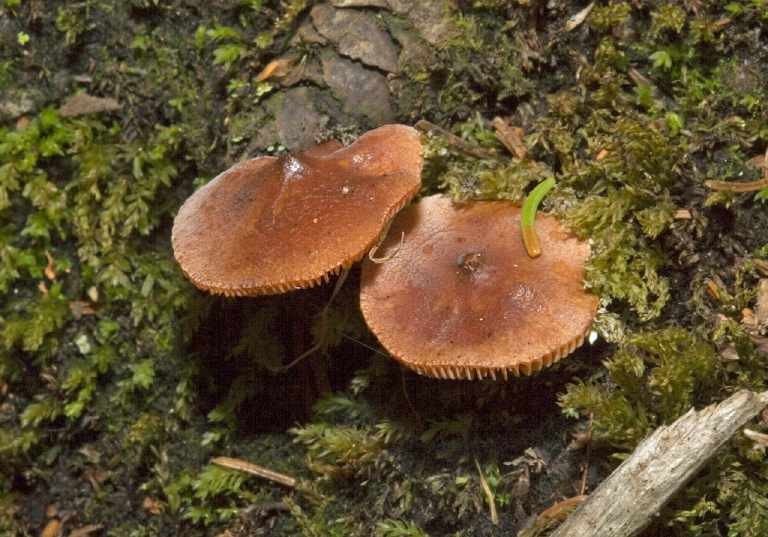   Entolomataceae