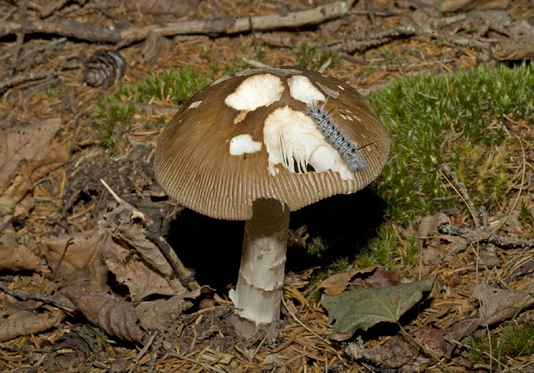 Amanita sp.? Pluteaceae