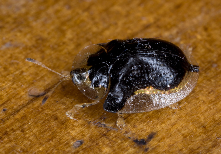 Deloyala guttata Chrysomelidae