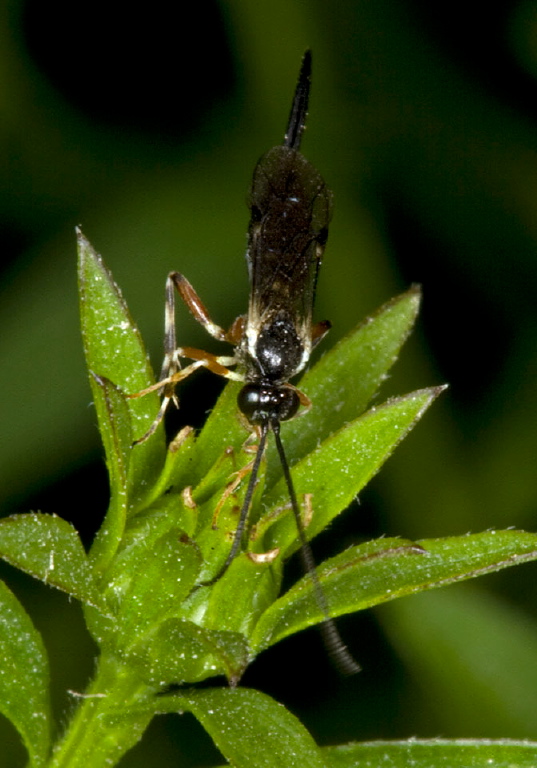   Ichneumonidae