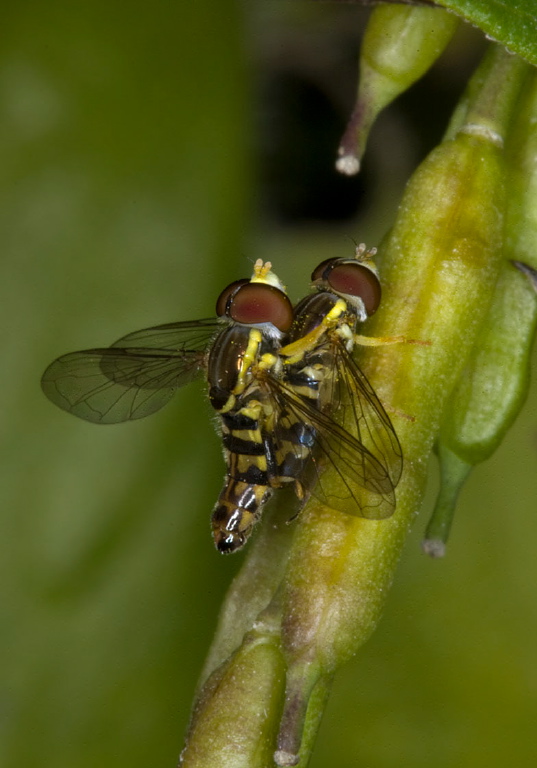 Toxomerus geminatus Syrphidae