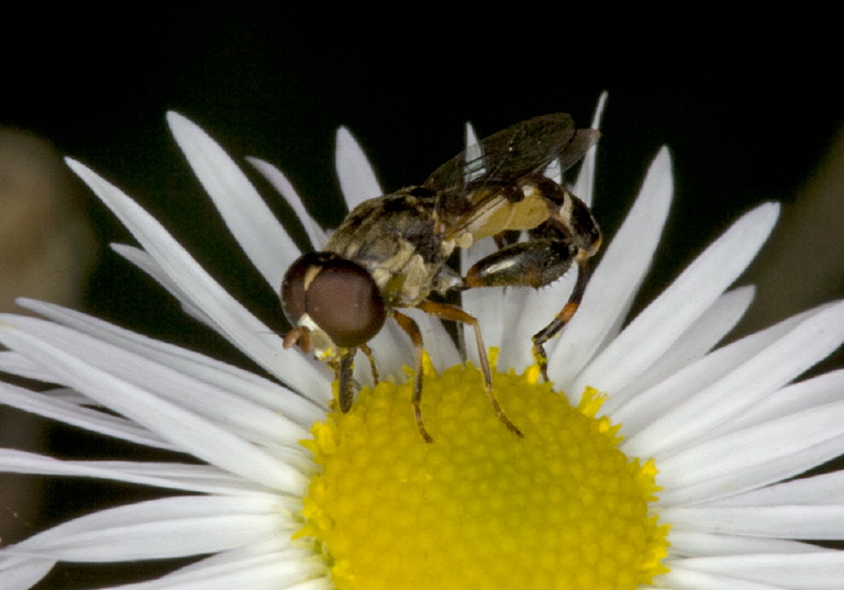 Syritta pipiens Syrphidae