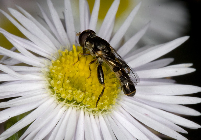 Syritta pipiens Syrphidae