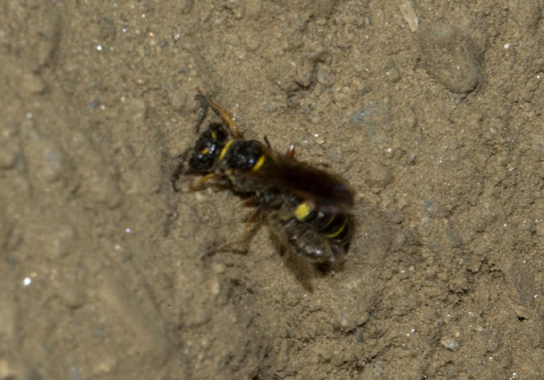 Philanthus gibbosus Crabronidae