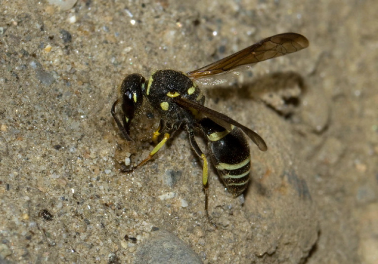 Ancistrocerus catskill Vespidae