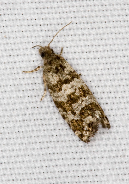 Endothenia albolineana Tortricidae