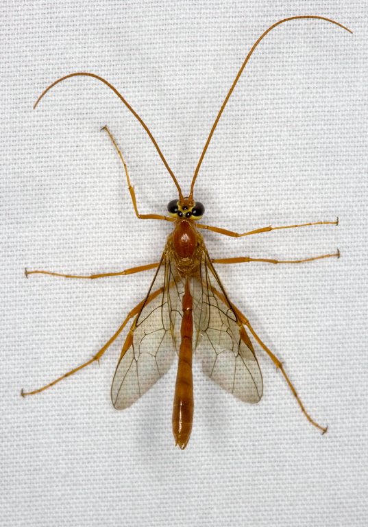   Ichneumonidae