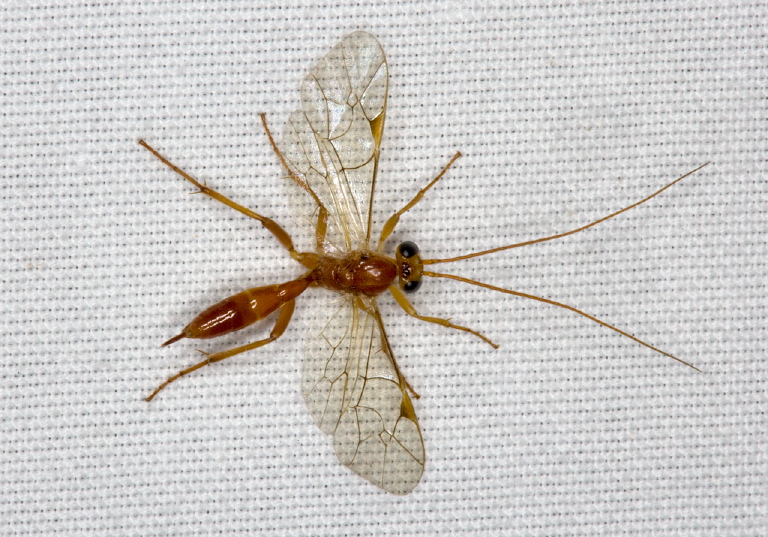 Mesochorus sp. Ichneumonidae