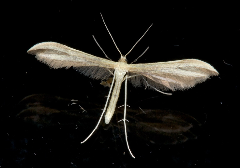 Hellinsia sp.? Pterophoridae