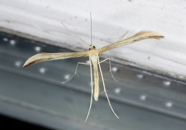 Hellinsia sp.? Pterophoridae