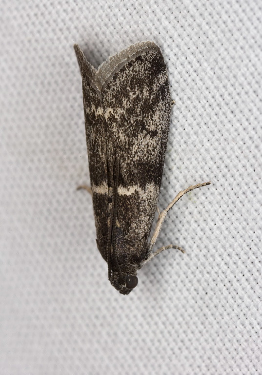 Acrobasis? Pyralidae