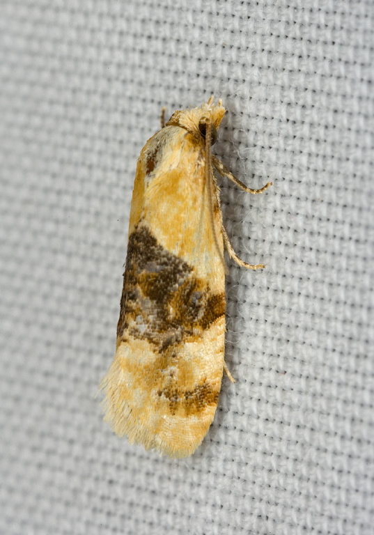 Cochylis hospes Tortricidae