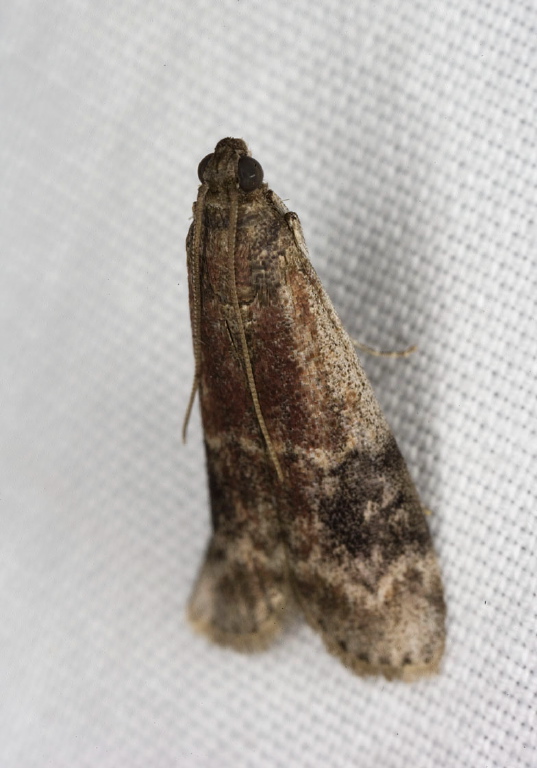 Euzophera semifuneralis Pyralidae