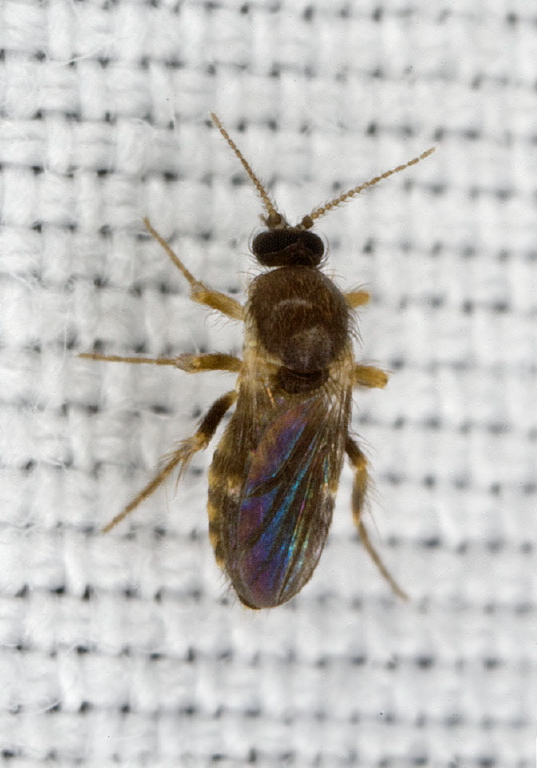   Ceratopogonidae