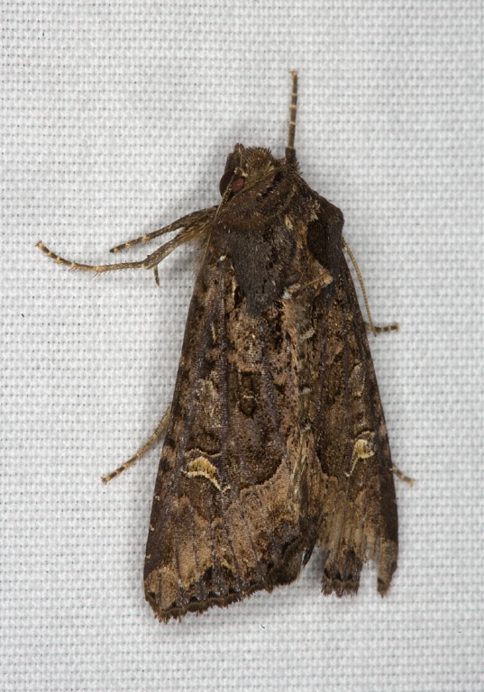 Celaena reniformis Noctuidae