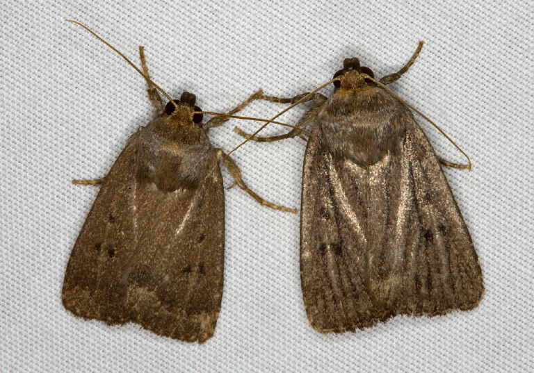 Amphipyra tragopoginis Noctuidae