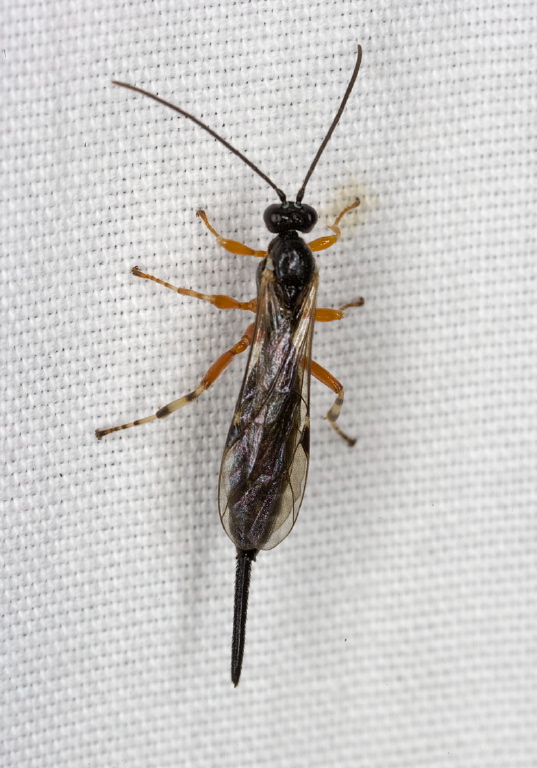   Ichneumonidae