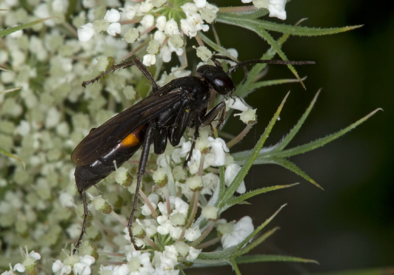 Anoplius (Arachnophroctonus) sp. Pompilidae