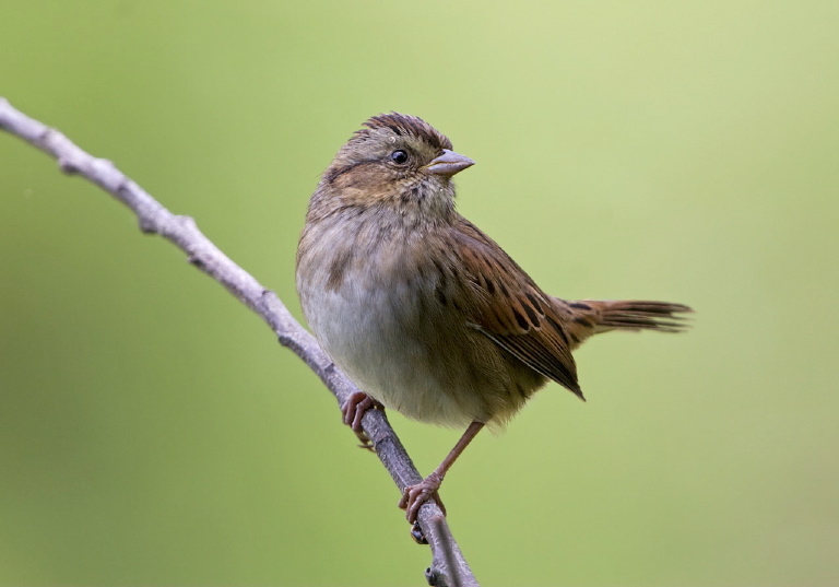 Melospiza georgiana Emberizidae