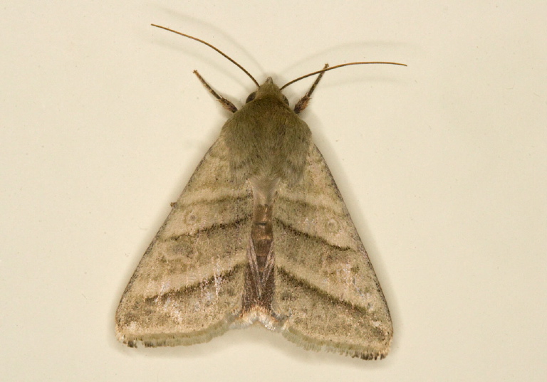 Heliothis virescens Noctuidae