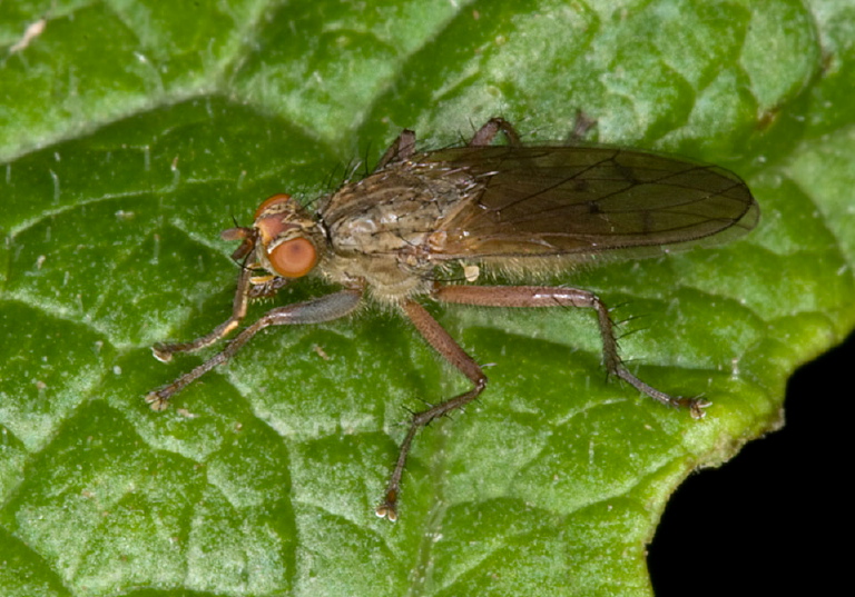 Scathophaga sp. Scathophagidae