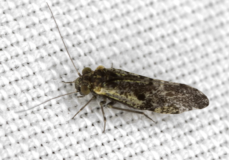 Loensia moesta Psocidae