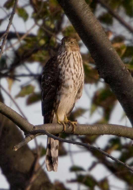 Accipiter cooperii Accipitridae