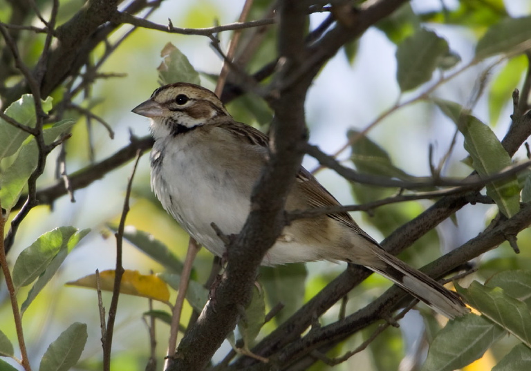 Chondestes grammacus Emberizidae