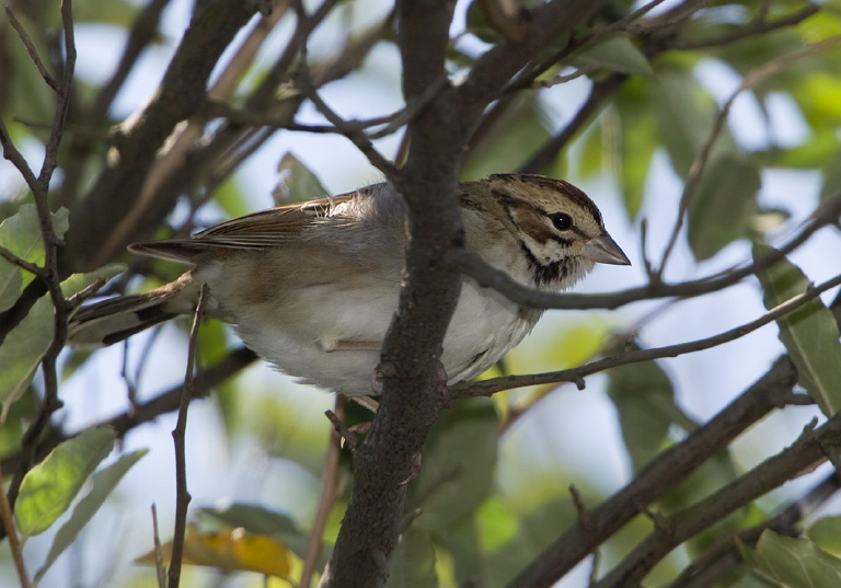 Chondestes grammacus Emberizidae