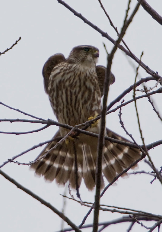 Falco columbarius Falconidae