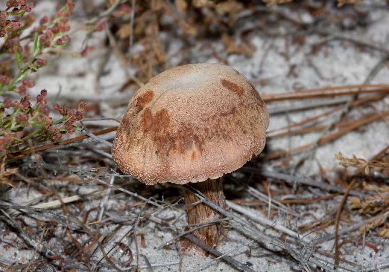 Laccaria trullisata Hydnangiaceae