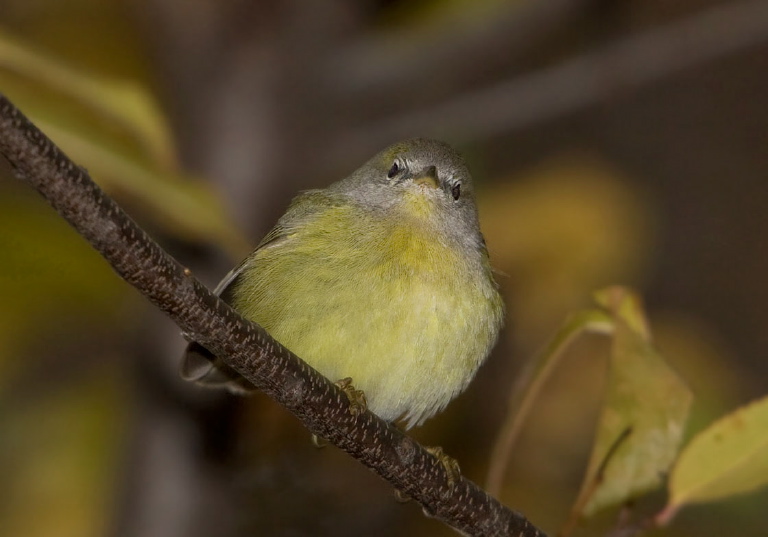 Vermivora celata Parulidae