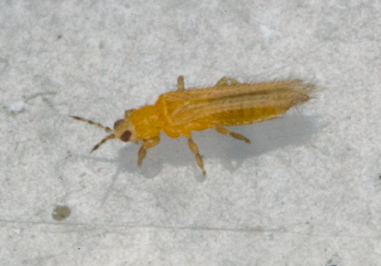 Found on kitchen window. Thripidae