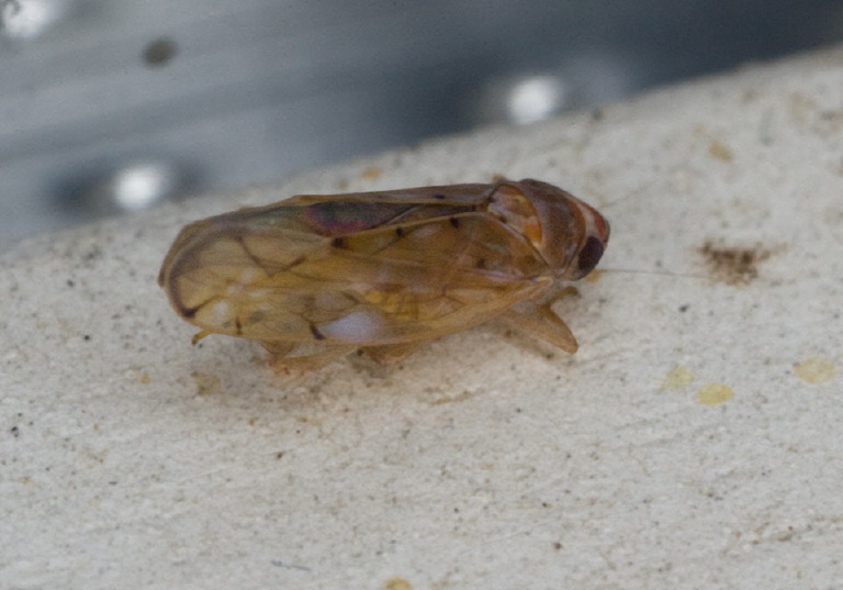 Found on kitchen window. Cicadellidae