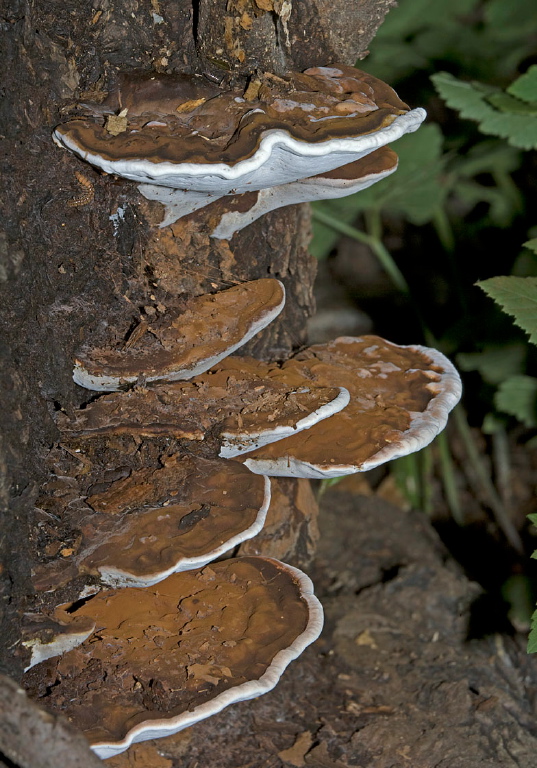 Ganoderma applanatum? Ganodermataceae