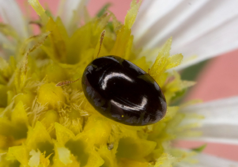 Olibrus sp.? Phalacridae